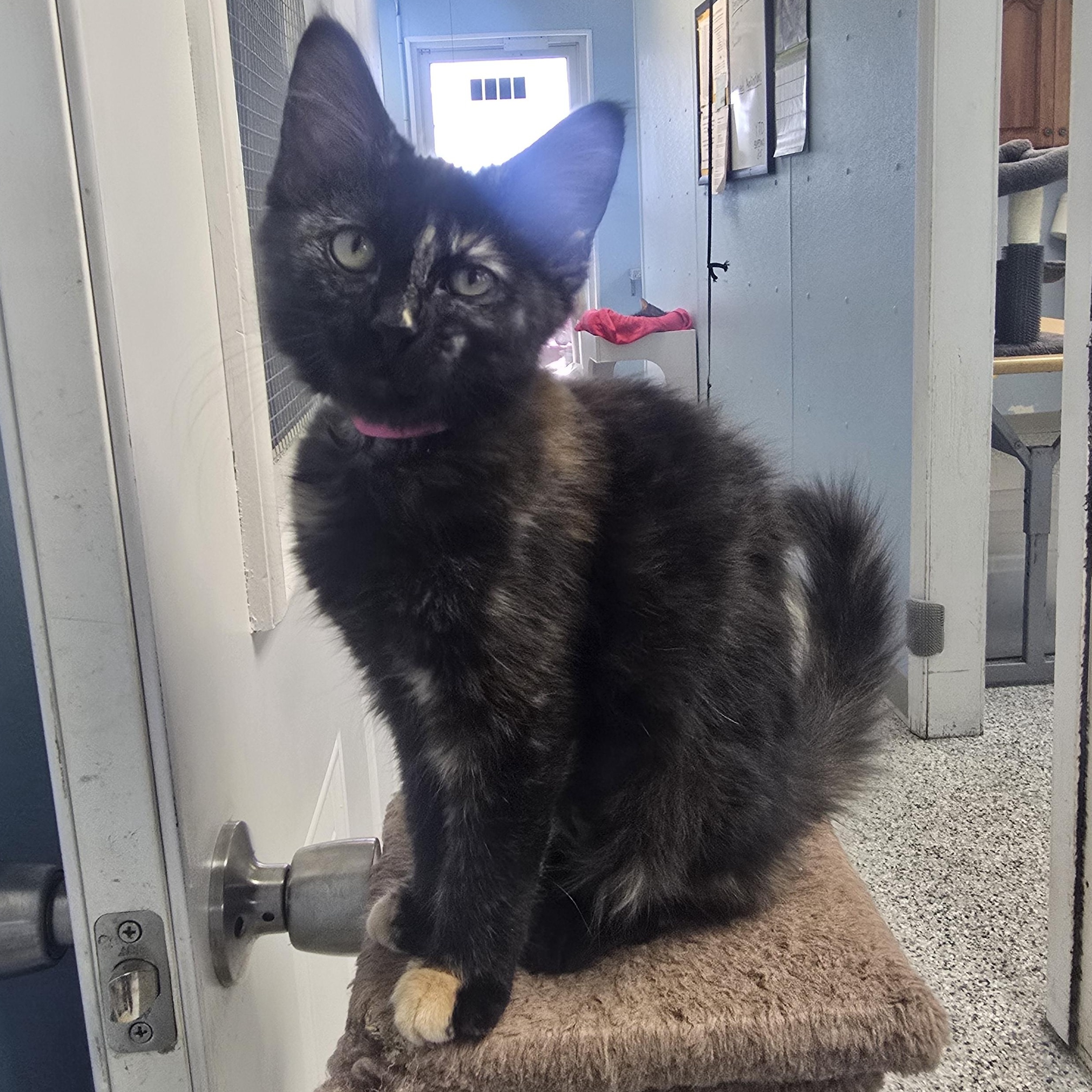 Enlarge Blueberry, a ADOPTABLE Domestic Long Hair in Farmington, MO image 2/3
