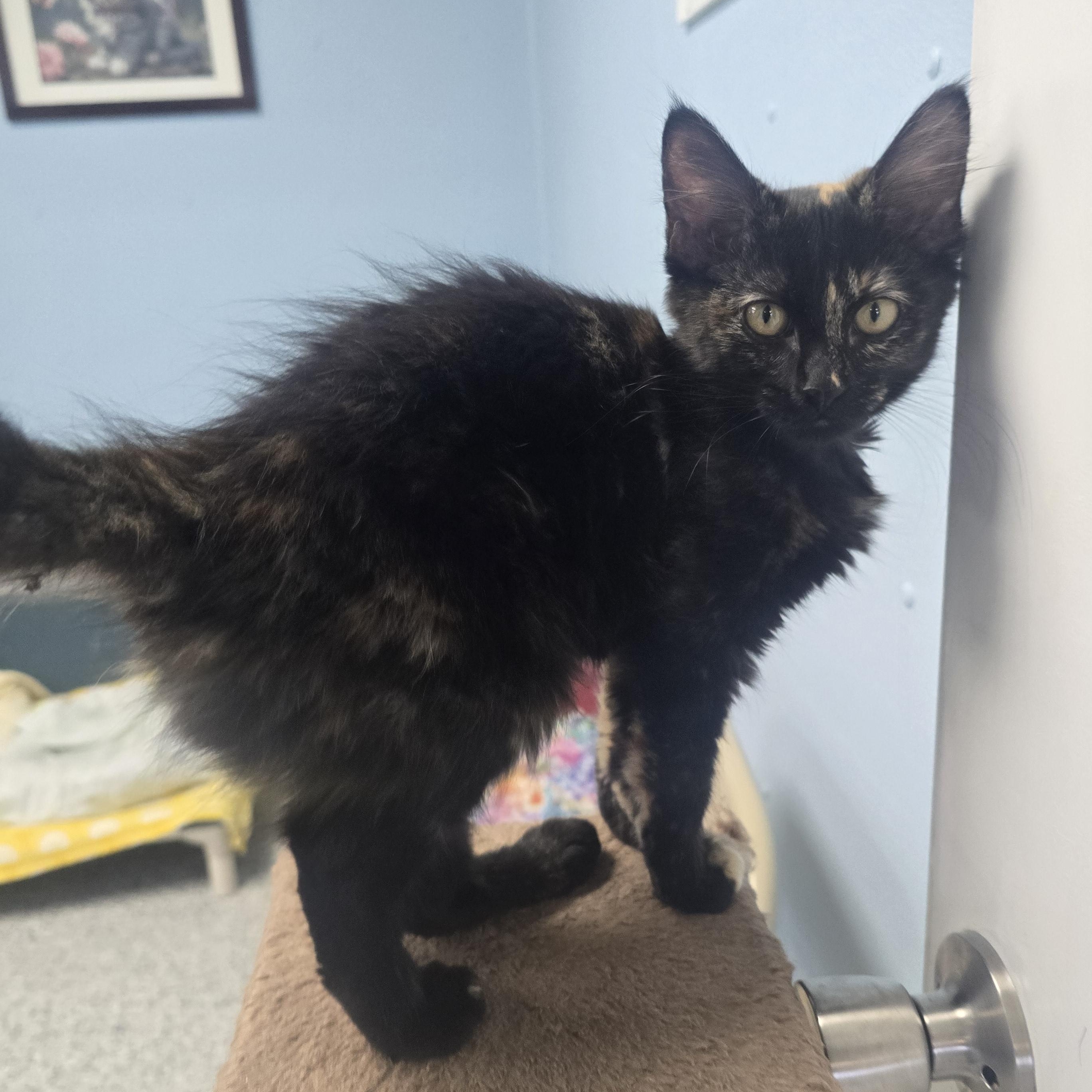Enlarge Blueberry, a ADOPTABLE Domestic Long Hair in Farmington, MO image 1/3