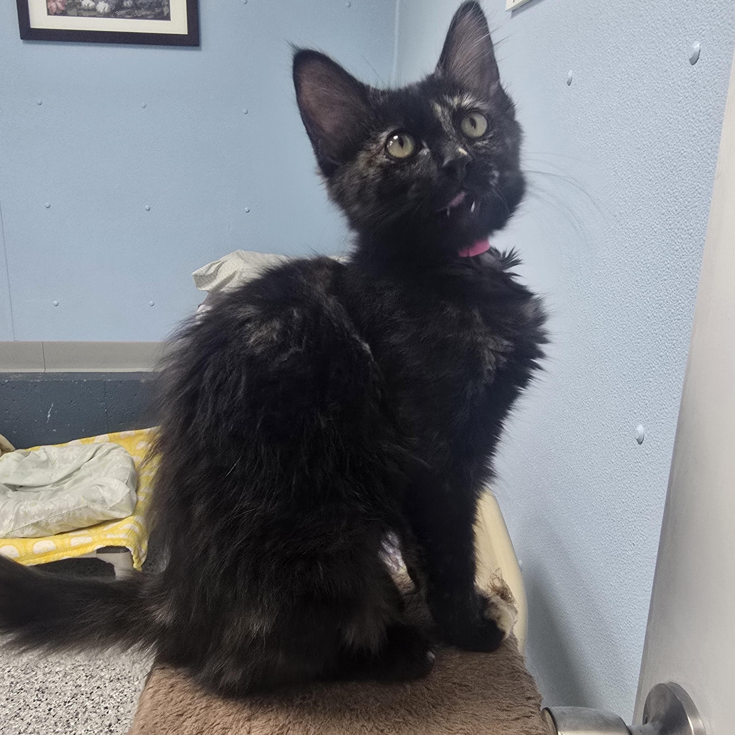 Enlarge Blueberry, a ADOPTABLE Domestic Long Hair in Farmington, MO image 3/3
