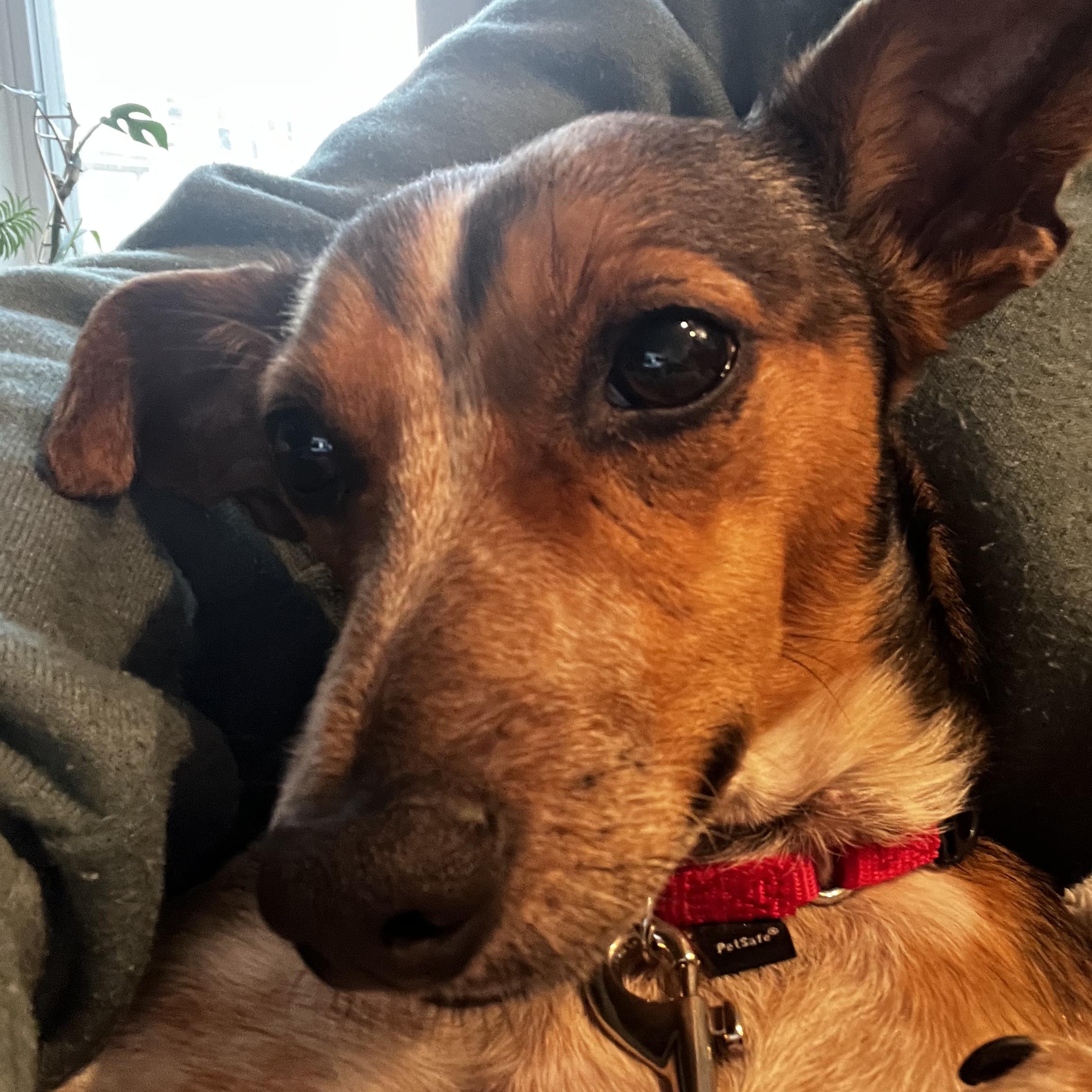 Enlarge Leo, a ADOPTABLE Mixed Breed in Sherborn , MA image 4/4