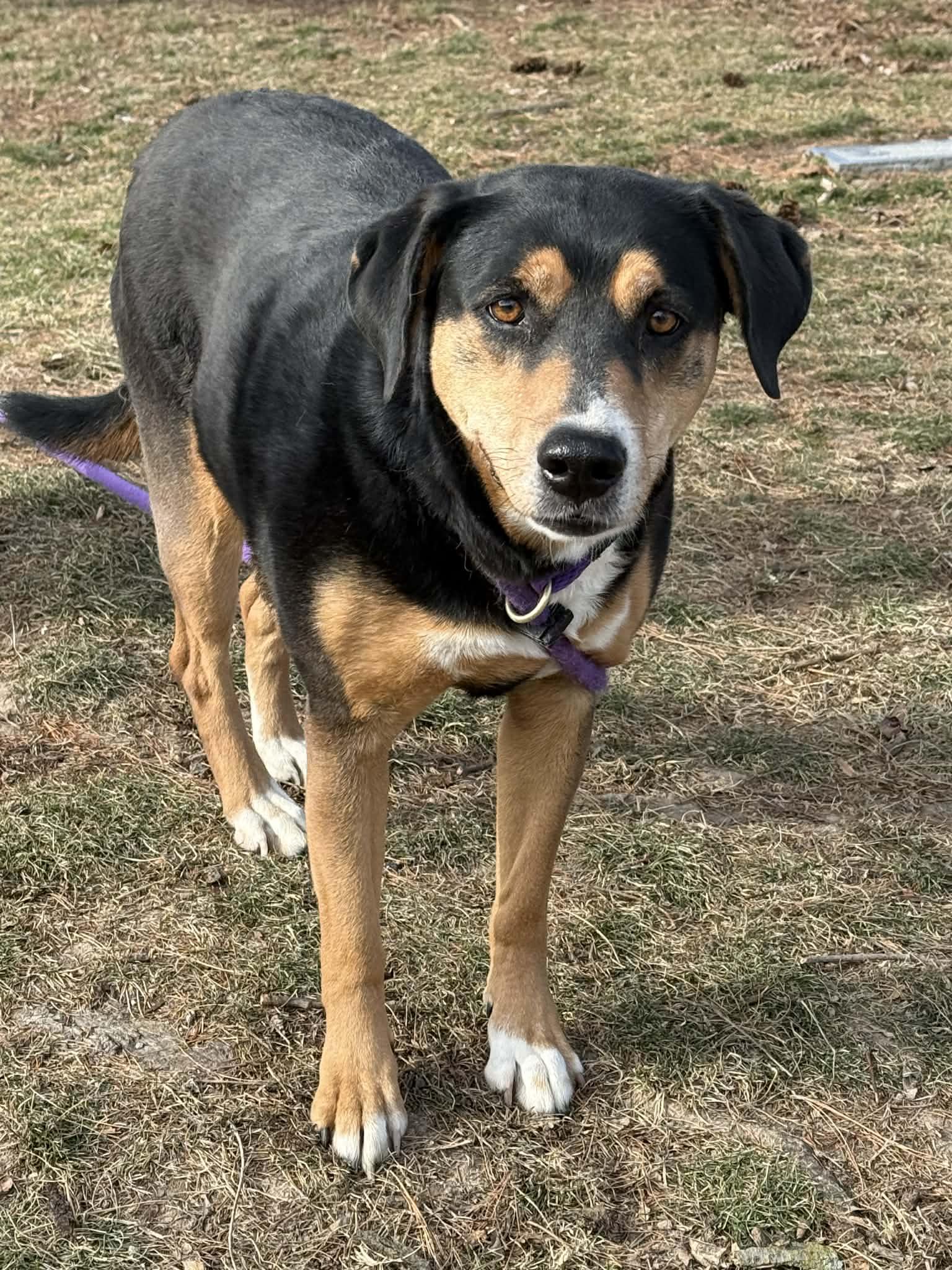 Enlarge Layla (in a FOSTER home), a ADOPTABLE mixed breed in Springfield, IL image 4/4