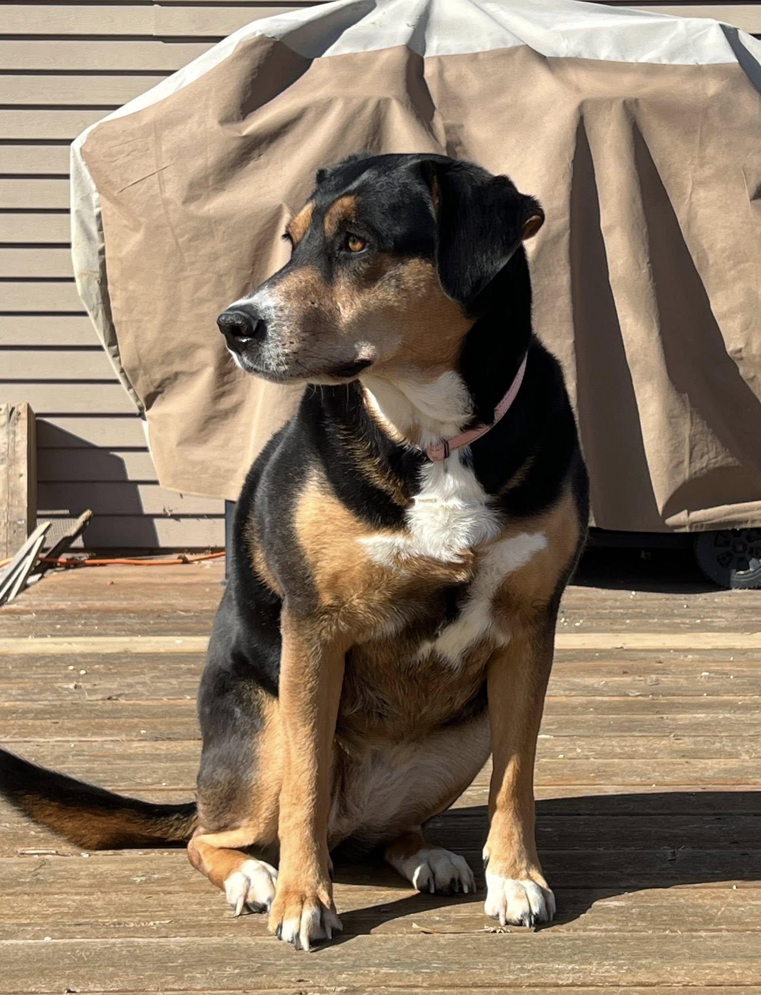 Layla (in a FOSTER home), ADOPTABLE, Young Female Hound.