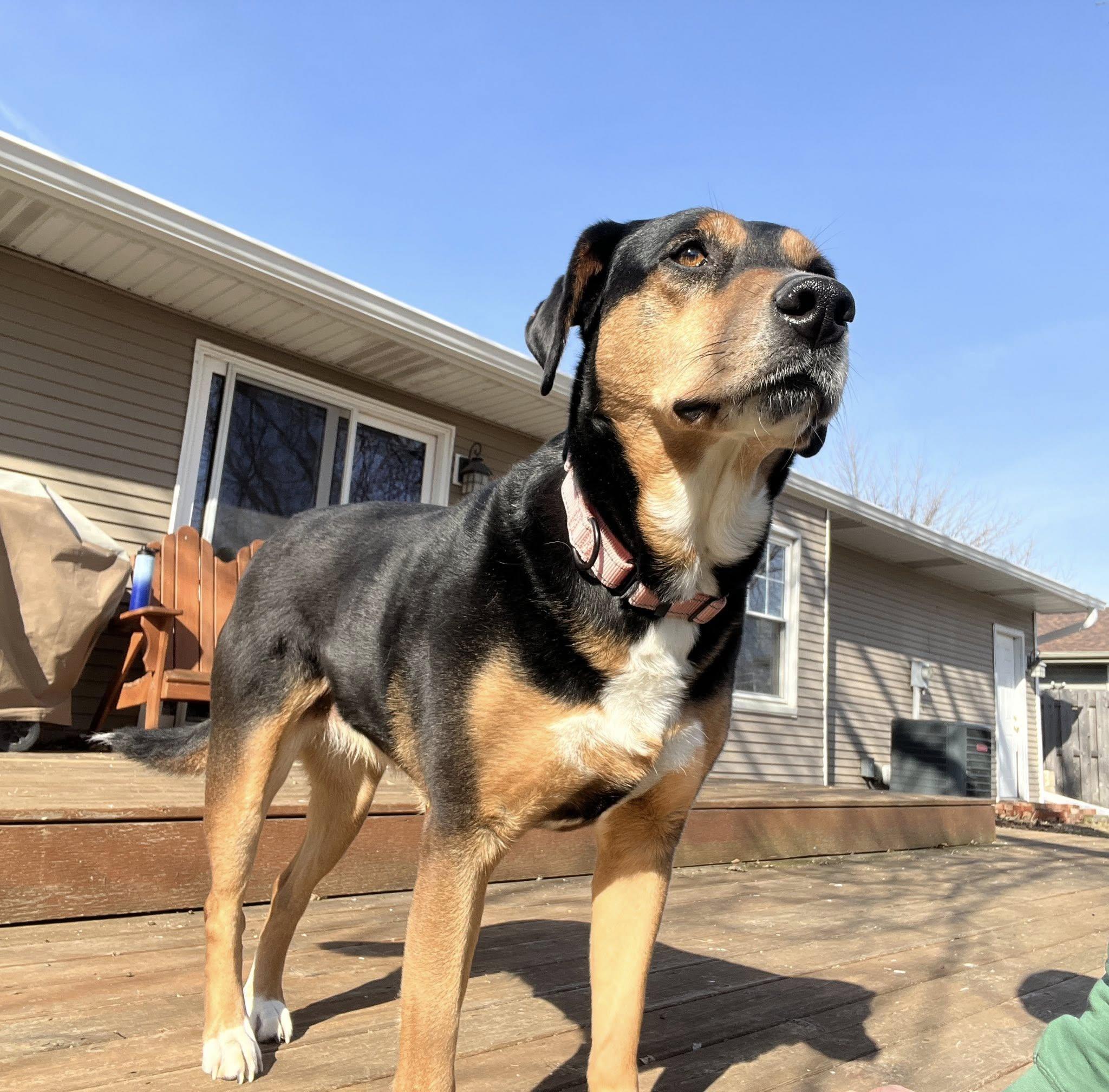 Enlarge Layla (in a FOSTER home), a ADOPTABLE mixed breed in Springfield, IL image 2/4