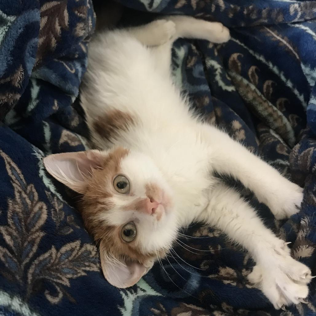 Enlarge Texas Pete, a Adoptable American Shorthair in Smithville, TN image 1/6