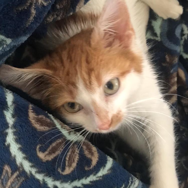 Enlarge Texas Pete, a Adoptable American Shorthair in Smithville, TN image 2/6