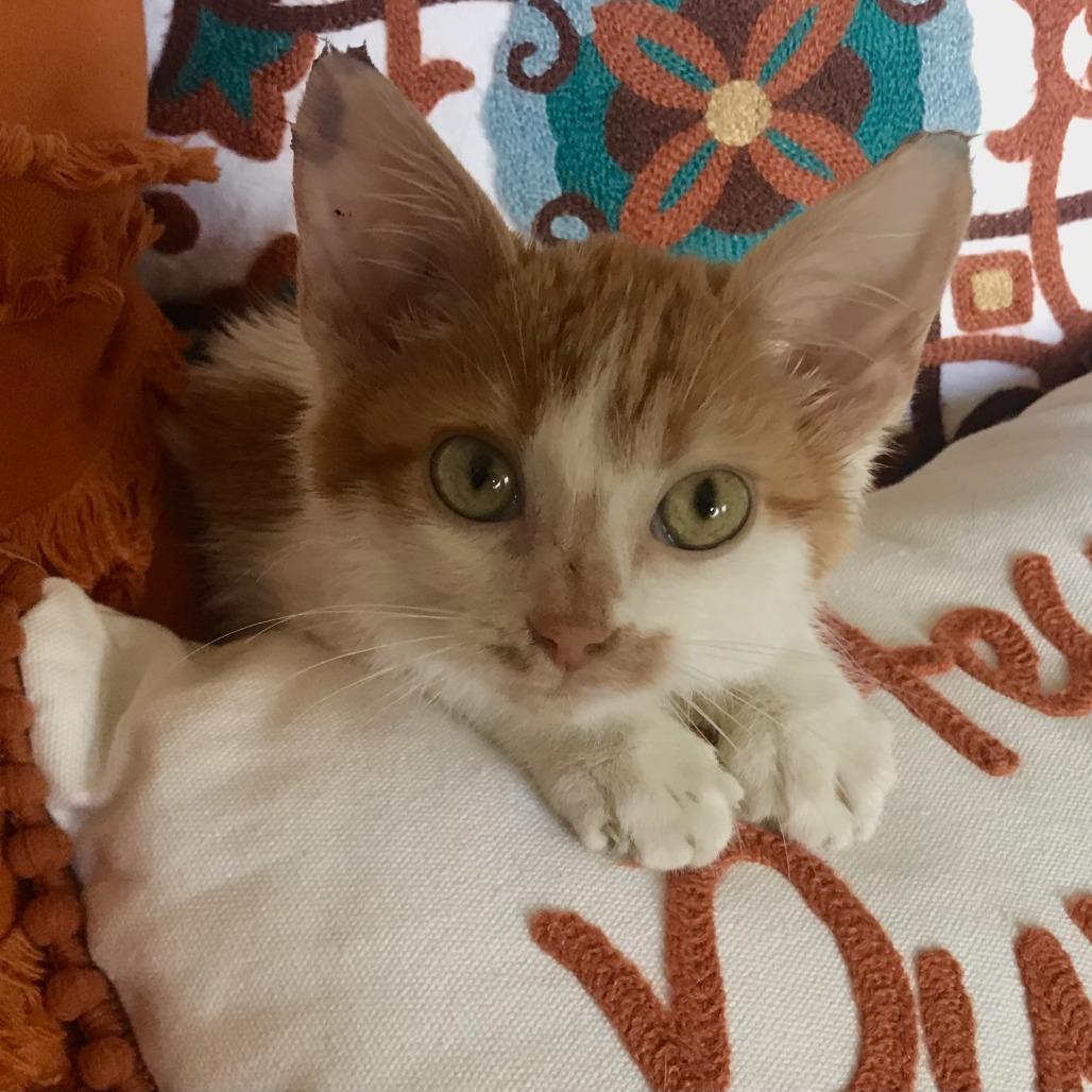 Enlarge Texas Pete, a Adoptable American Shorthair in Smithville, TN image 3/6