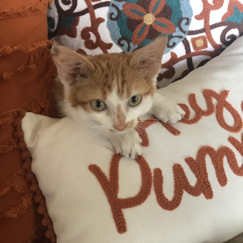 Enlarge Texas Pete, a Adoptable American Shorthair in Smithville, TN image 4/6