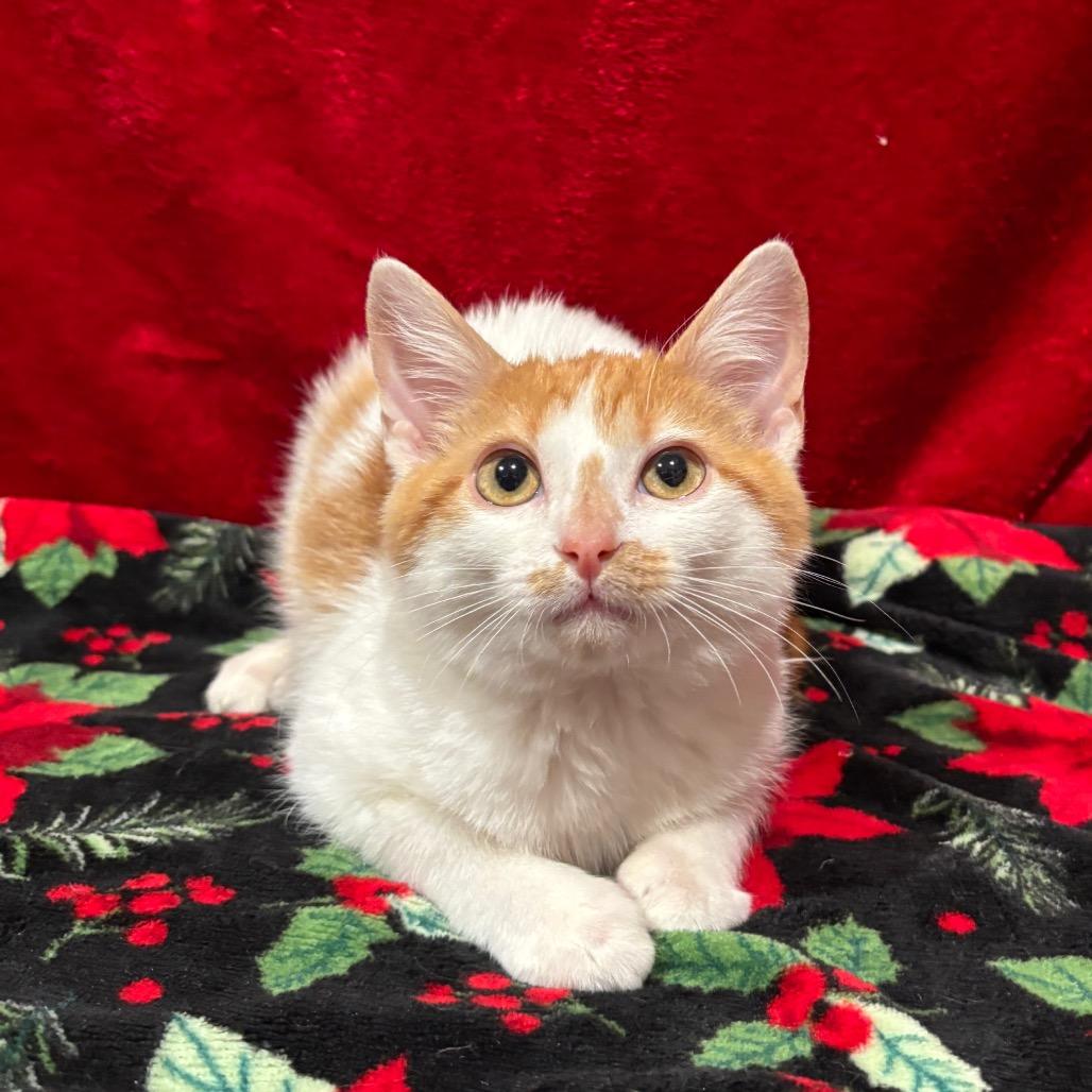 Enlarge Texas Pete, a Adoptable American Shorthair in Smithville, TN image 5/6