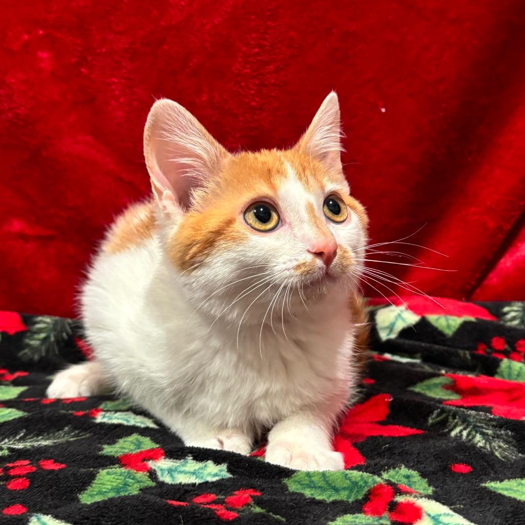 Enlarge Texas Pete, a Adoptable American Shorthair in Smithville, TN image 6/6