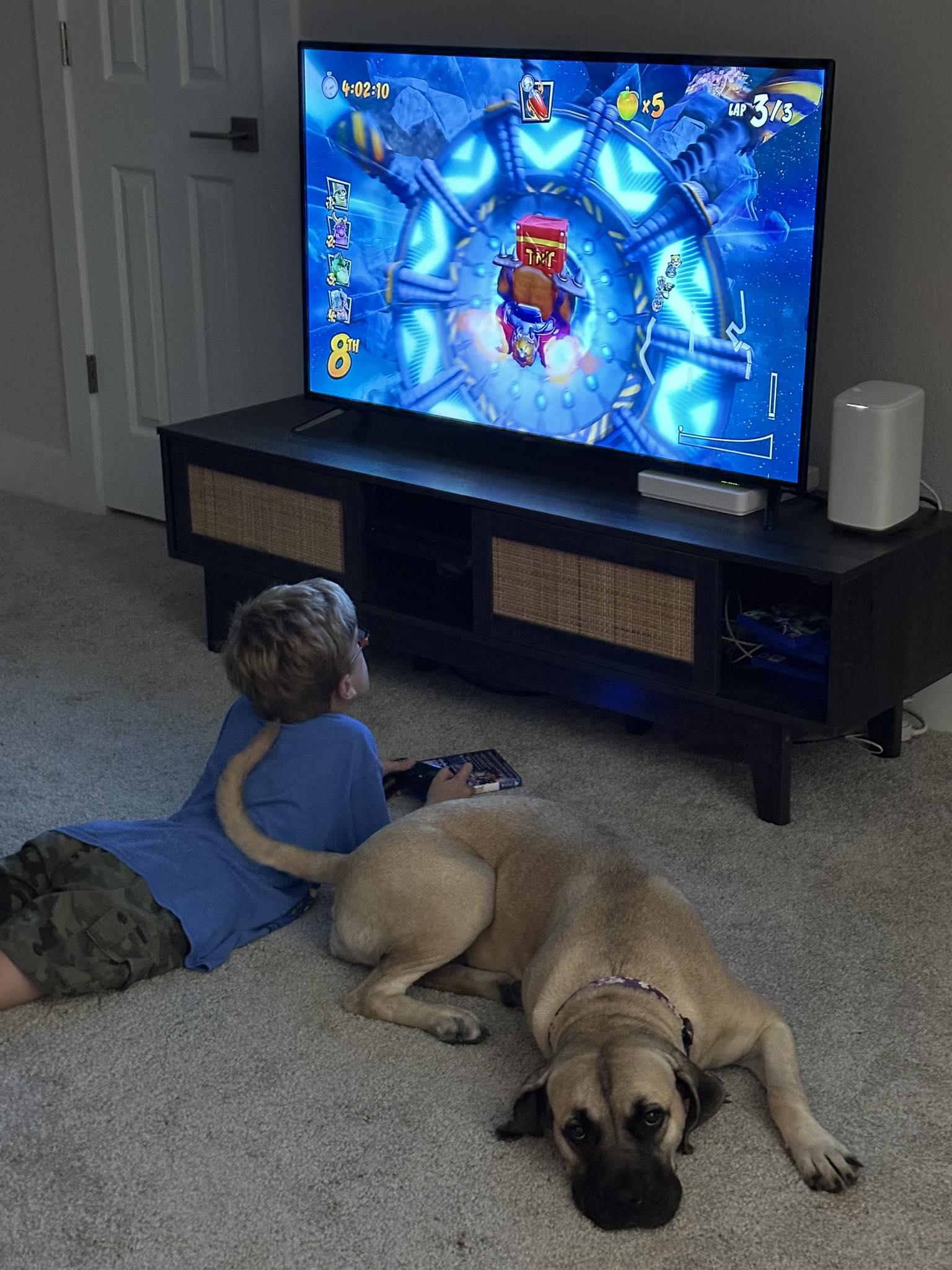 Peaches - Fall in Love, Adoptable, Young Female Mastiff.