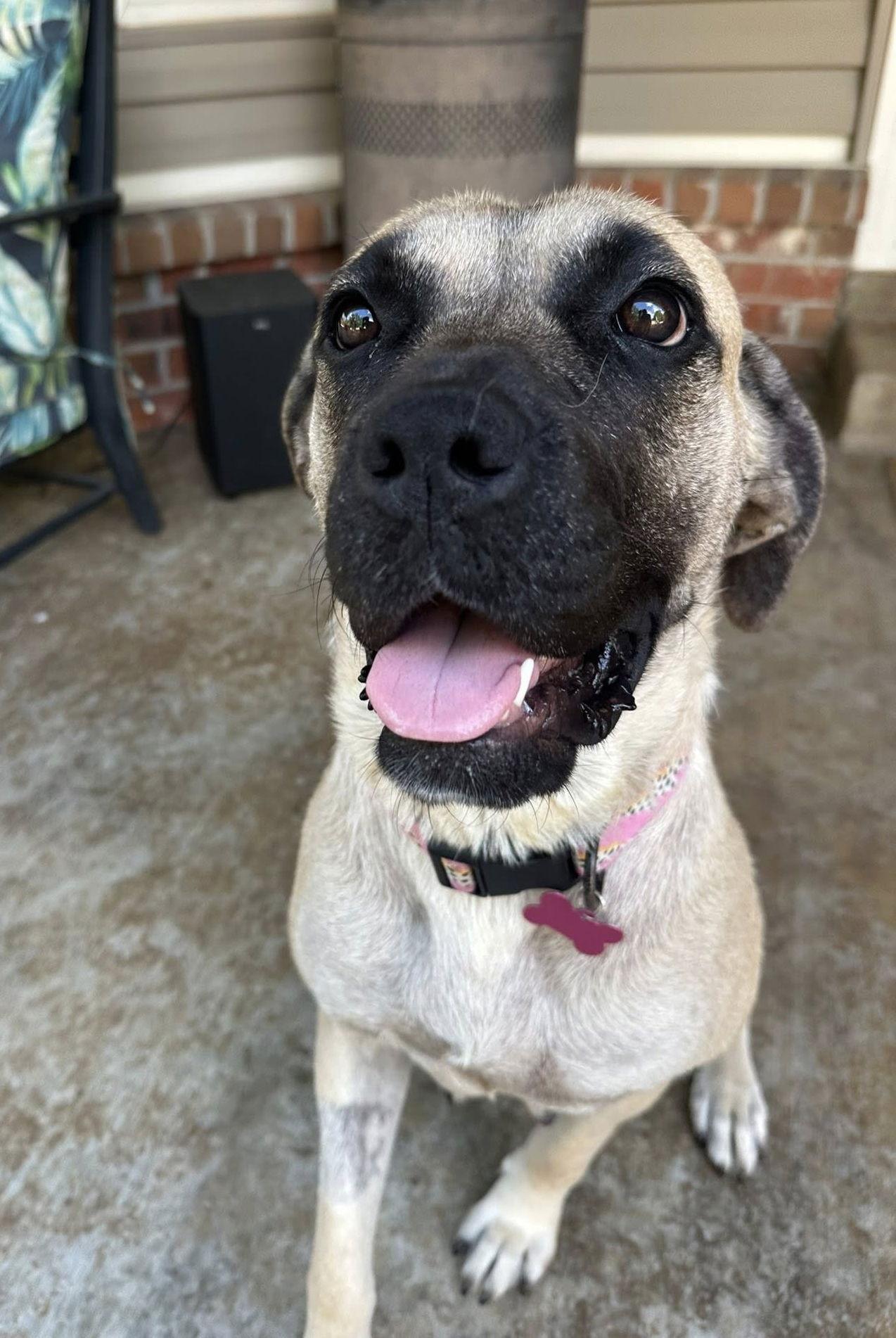 Peaches - Fall in Love, a Adoptable Mastiff in Edmond, OK image 3/3