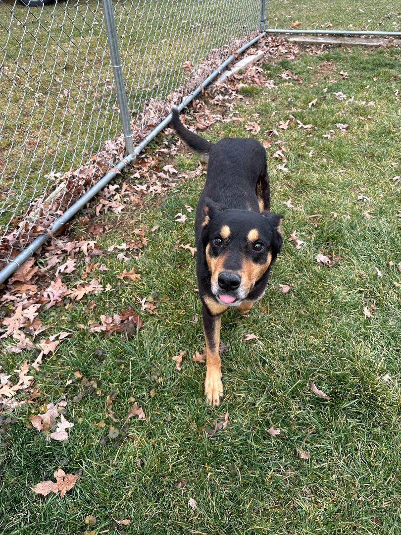 Dog for adoption Trooper, a Shepherd Mix in Chambersburg, PA Petfinder