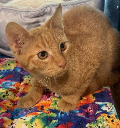 Enlarge Zenith, a Adoptable Domestic Short Hair in Midland, VA image 1/1