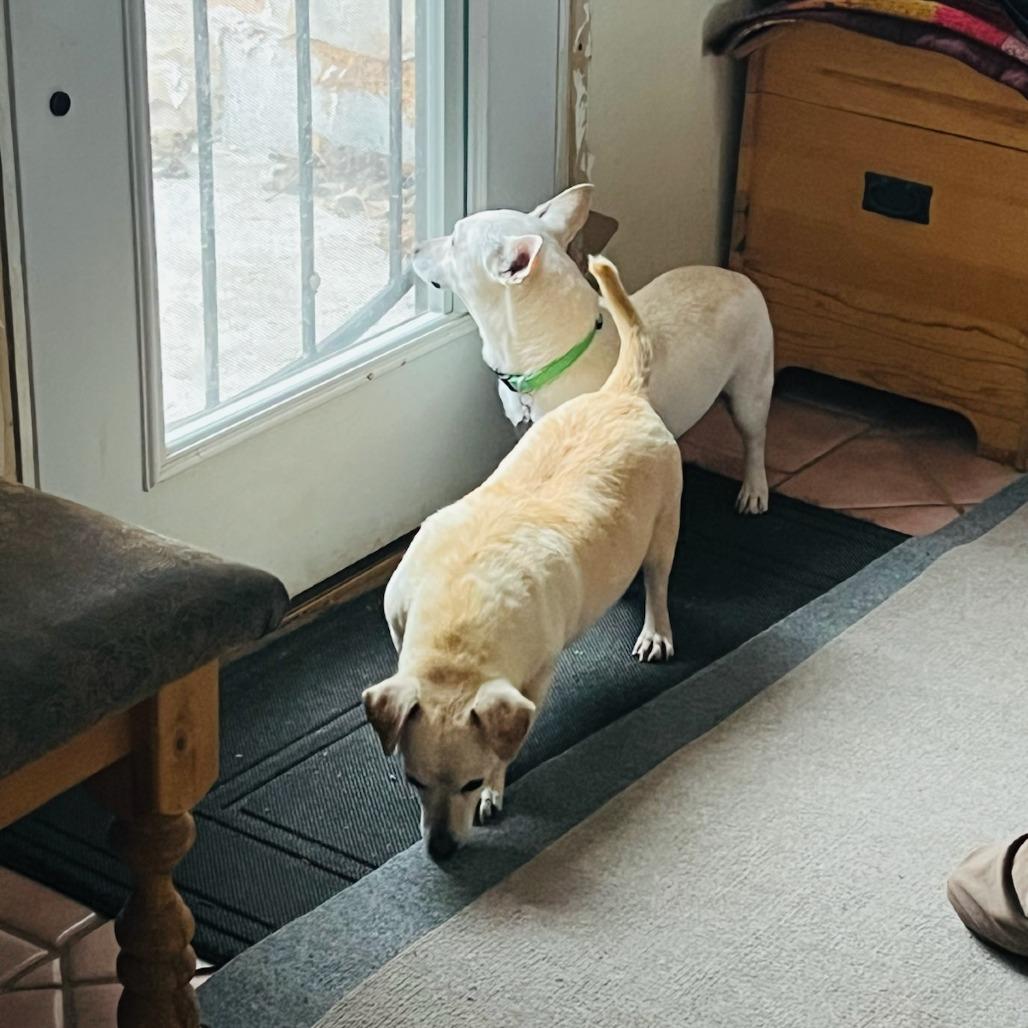 Carl, Adoptable, Adult Male Mixed Breed.