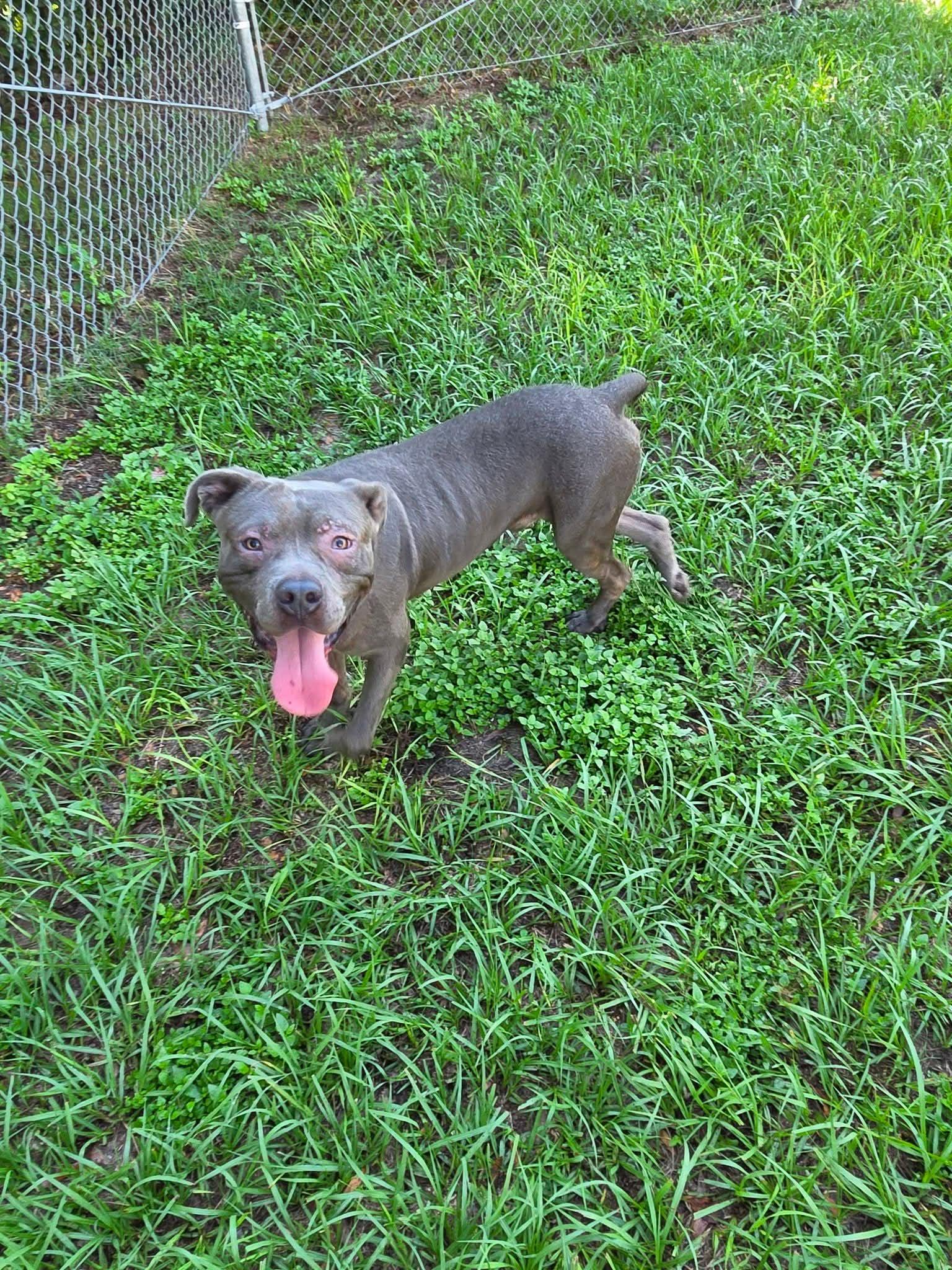 Enlarge George, a Adoptable mixed breed in Umatilla, FL image 2/2