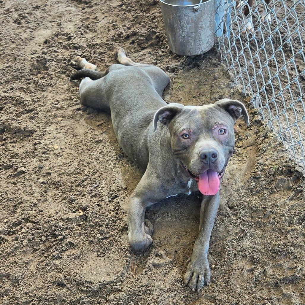 Enlarge George, a Adoptable mixed breed in Umatilla, FL image 1/2