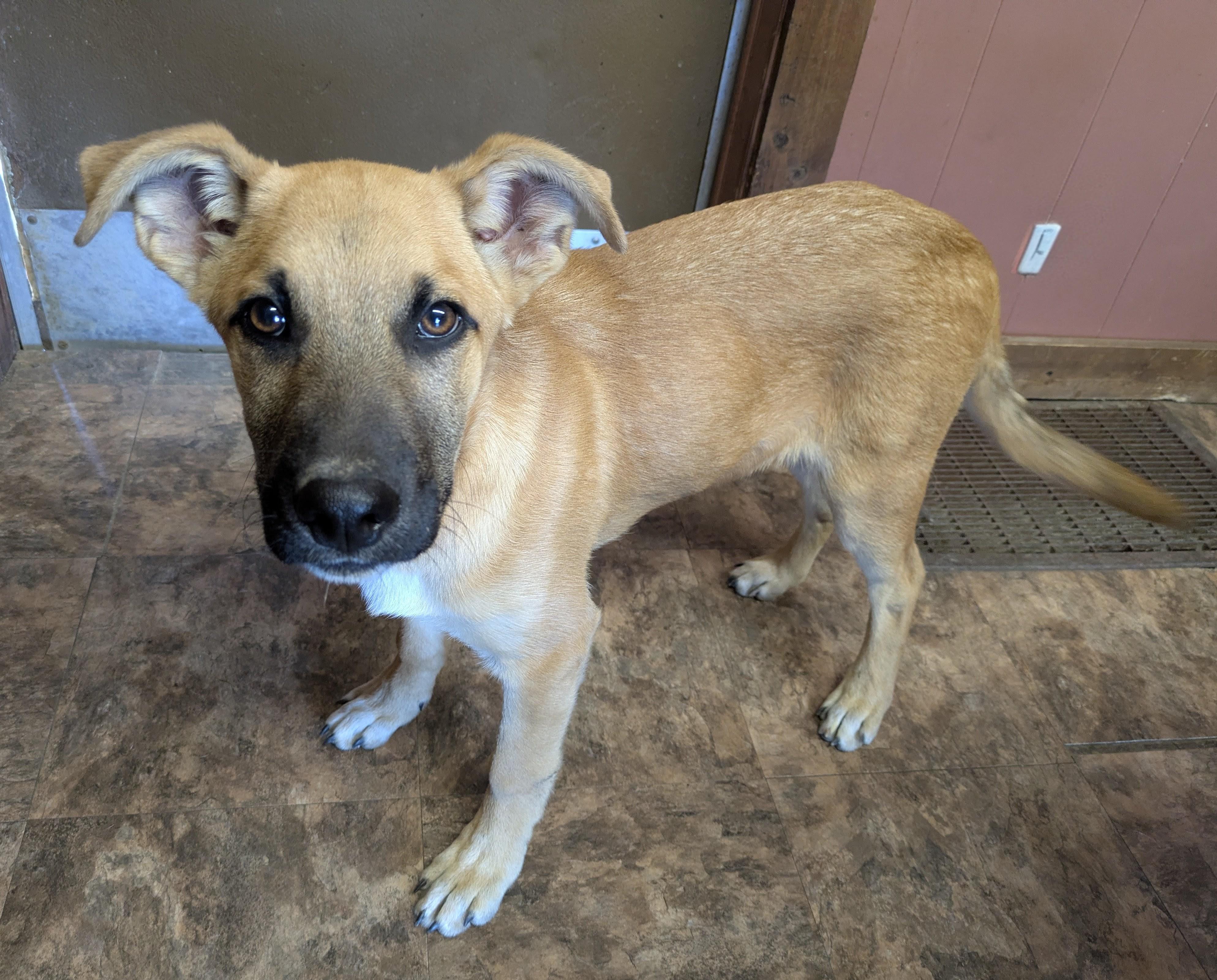 Enlarge ITS BAMA!, a ADOPTABLE mixed breed in Lebanon, TN image 4/4