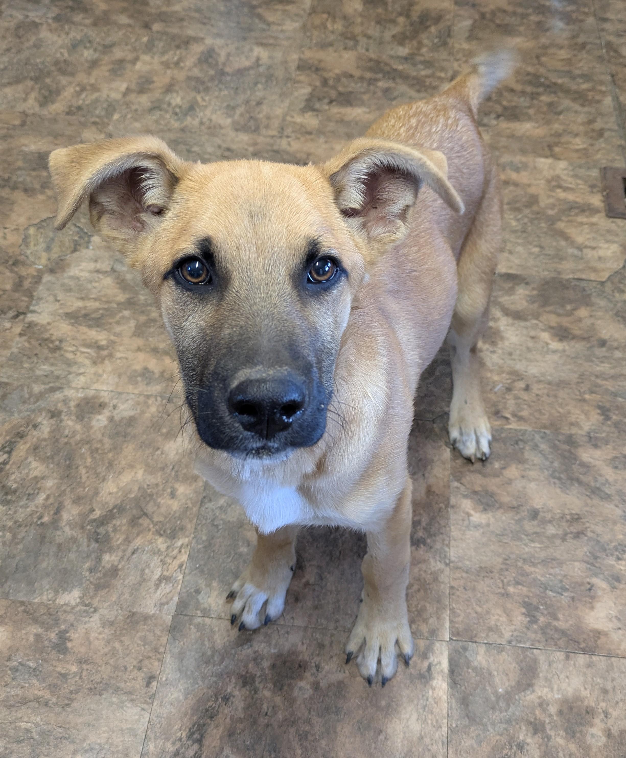 Enlarge ITS BAMA!, a ADOPTABLE mixed breed in Lebanon, TN image 3/4