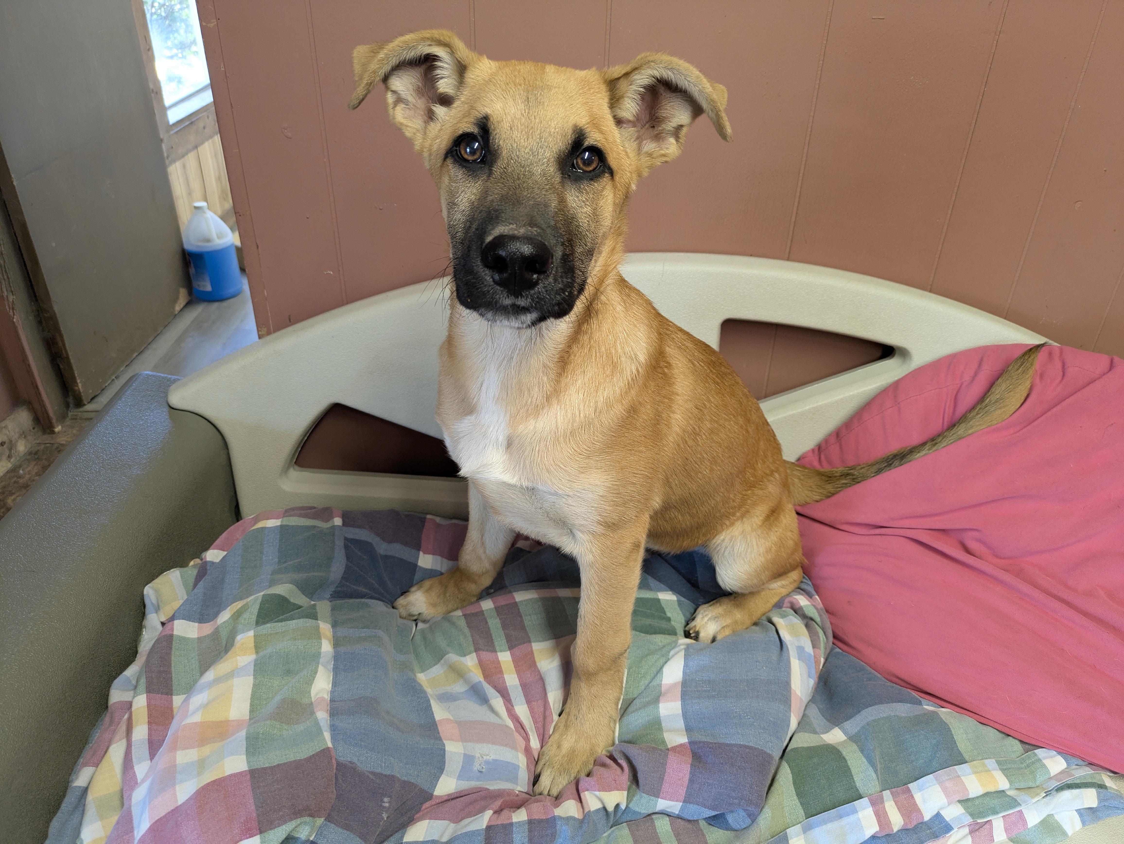 Enlarge ITS BAMA!, a ADOPTABLE mixed breed in Lebanon, TN image 2/4