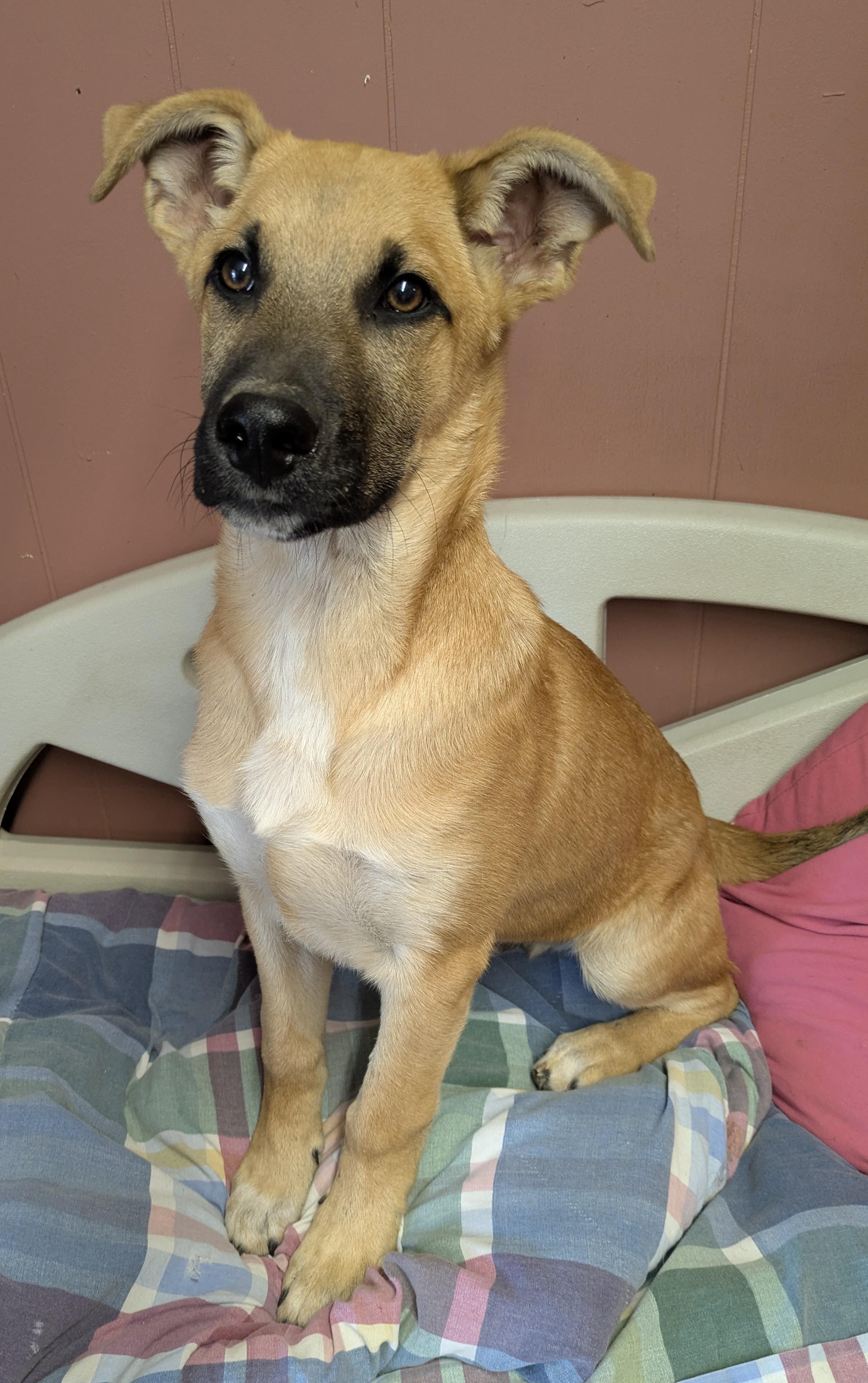 Enlarge ITS BAMA!, a ADOPTABLE mixed breed in Lebanon, TN image 1/4