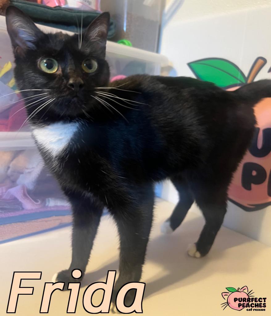 Enlarge Frida, a Adoptable mixed breed in Douglasville, GA image 1/1