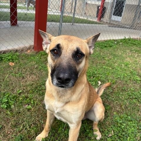 Echo, a Adoptable mixed breed in Fayetteville, AR image 1/4