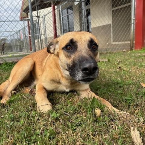 Echo, a Adoptable mixed breed in Fayetteville, AR image 2/4
