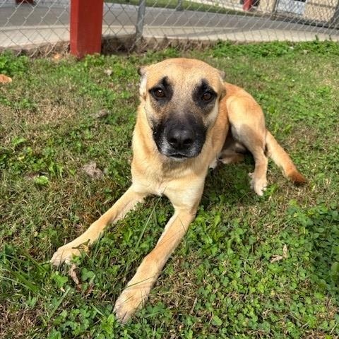 Echo, a Adoptable mixed breed in Fayetteville, AR image 3/4