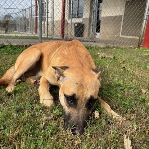 Echo, a Adoptable mixed breed in Fayetteville, AR image 4/4