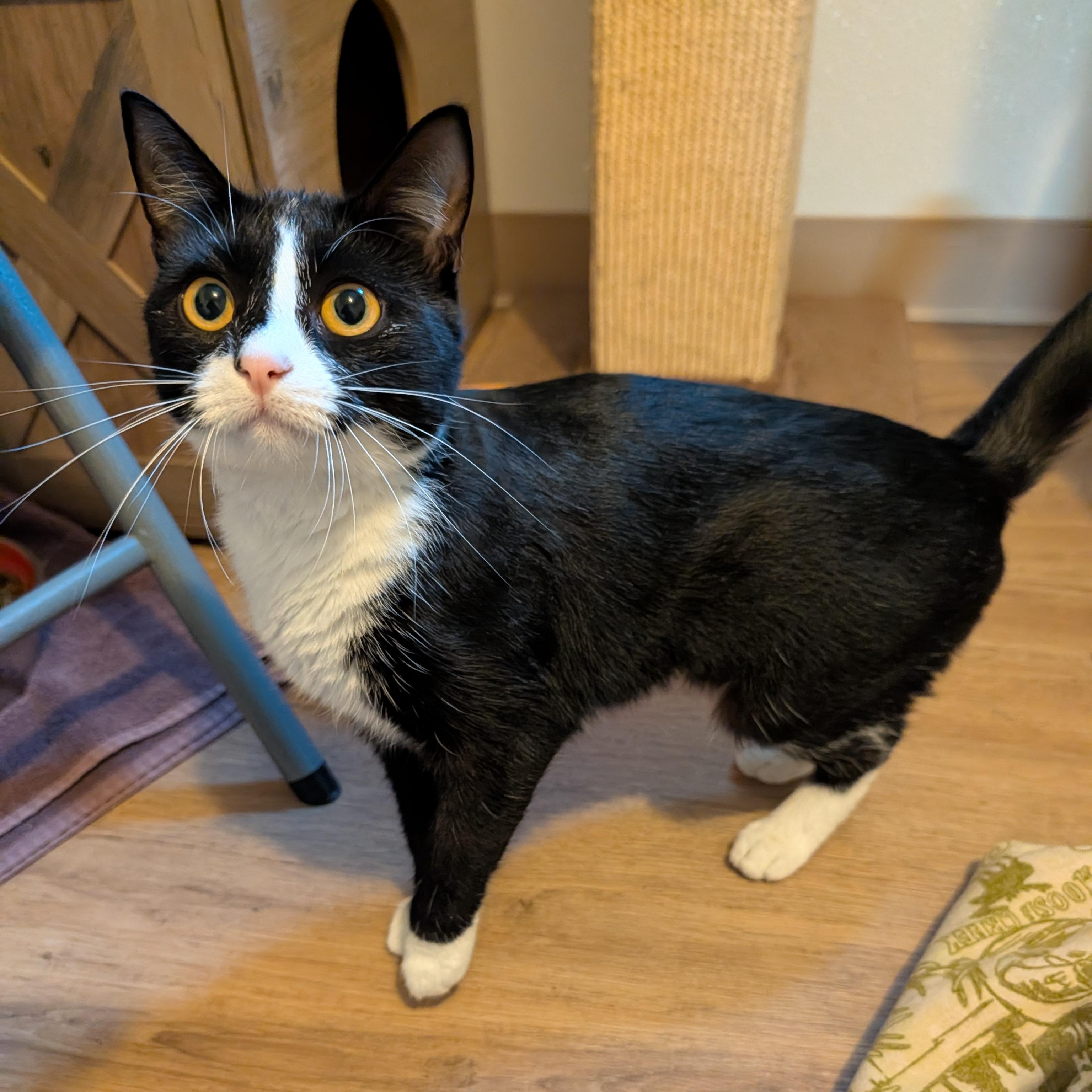 Baby Tux, Adoptable, Young Female Tuxedo.