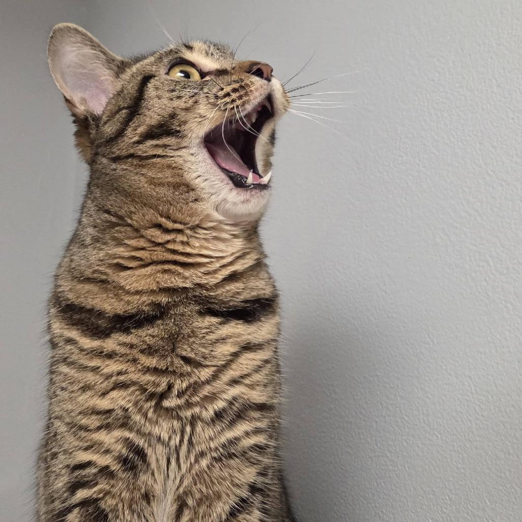 Froot Loops, Adoptable, Young Female Domestic Short Hair.