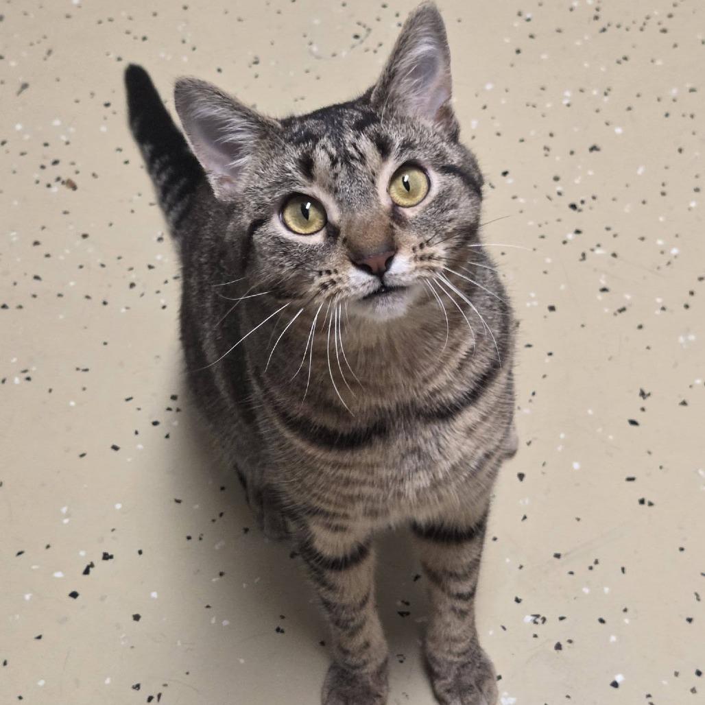 Enlarge Froot Loops, a Adoptable Domestic Short Hair in Fargo, ND image 2/6