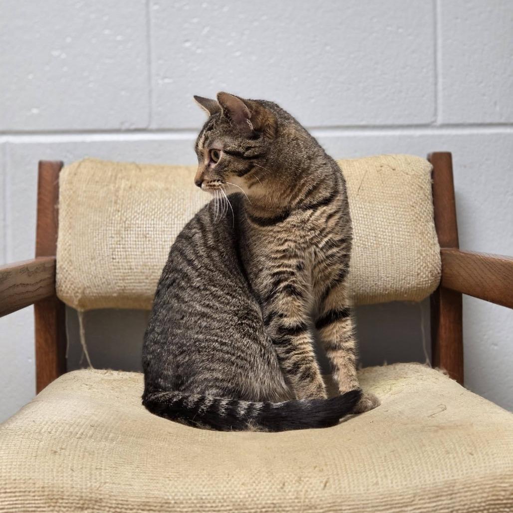 Enlarge Froot Loops, a Adoptable Domestic Short Hair in Fargo, ND image 3/6