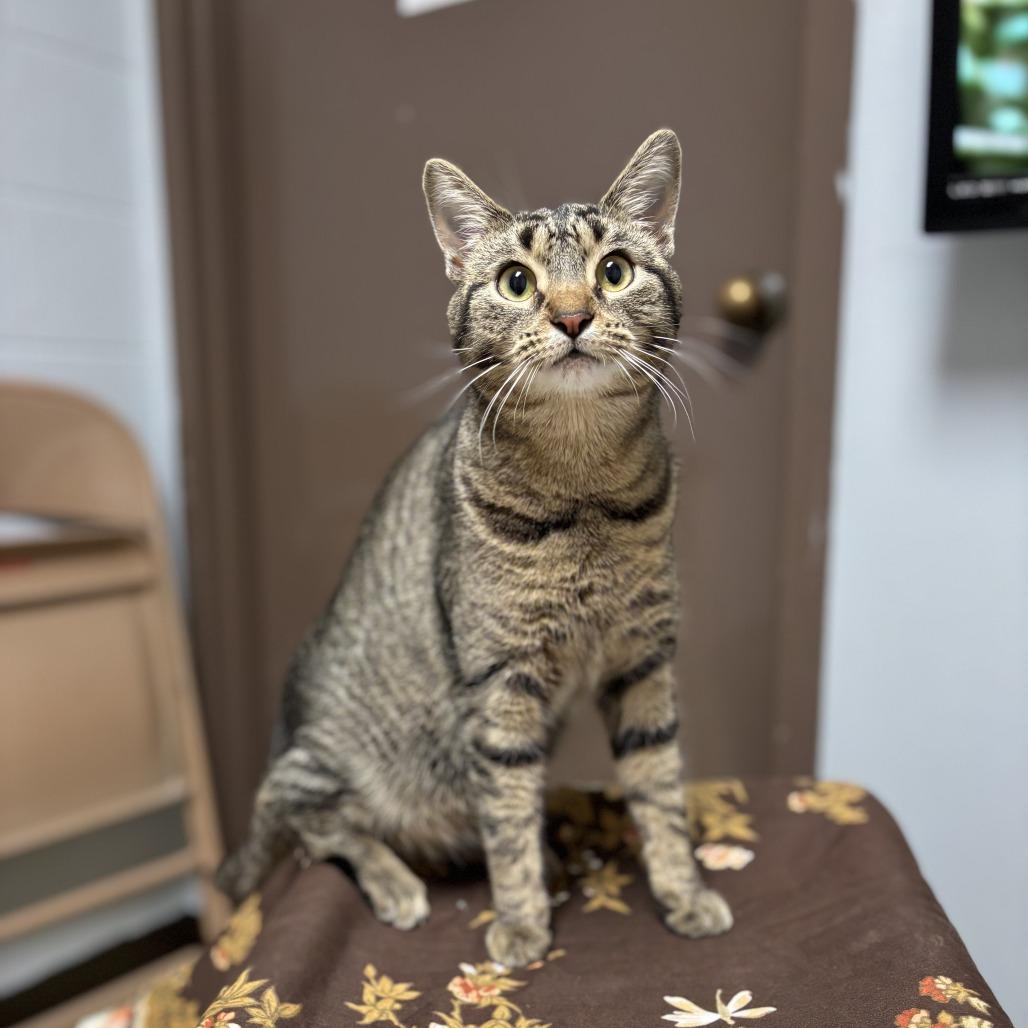 Enlarge Froot Loops, a Adoptable Domestic Short Hair in Fargo, ND image 4/6