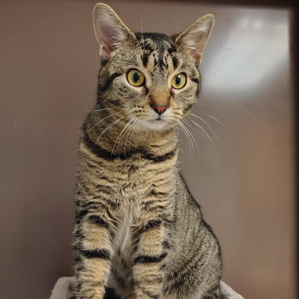 Enlarge Froot Loops, a Adoptable Domestic Short Hair in Fargo, ND image 5/6