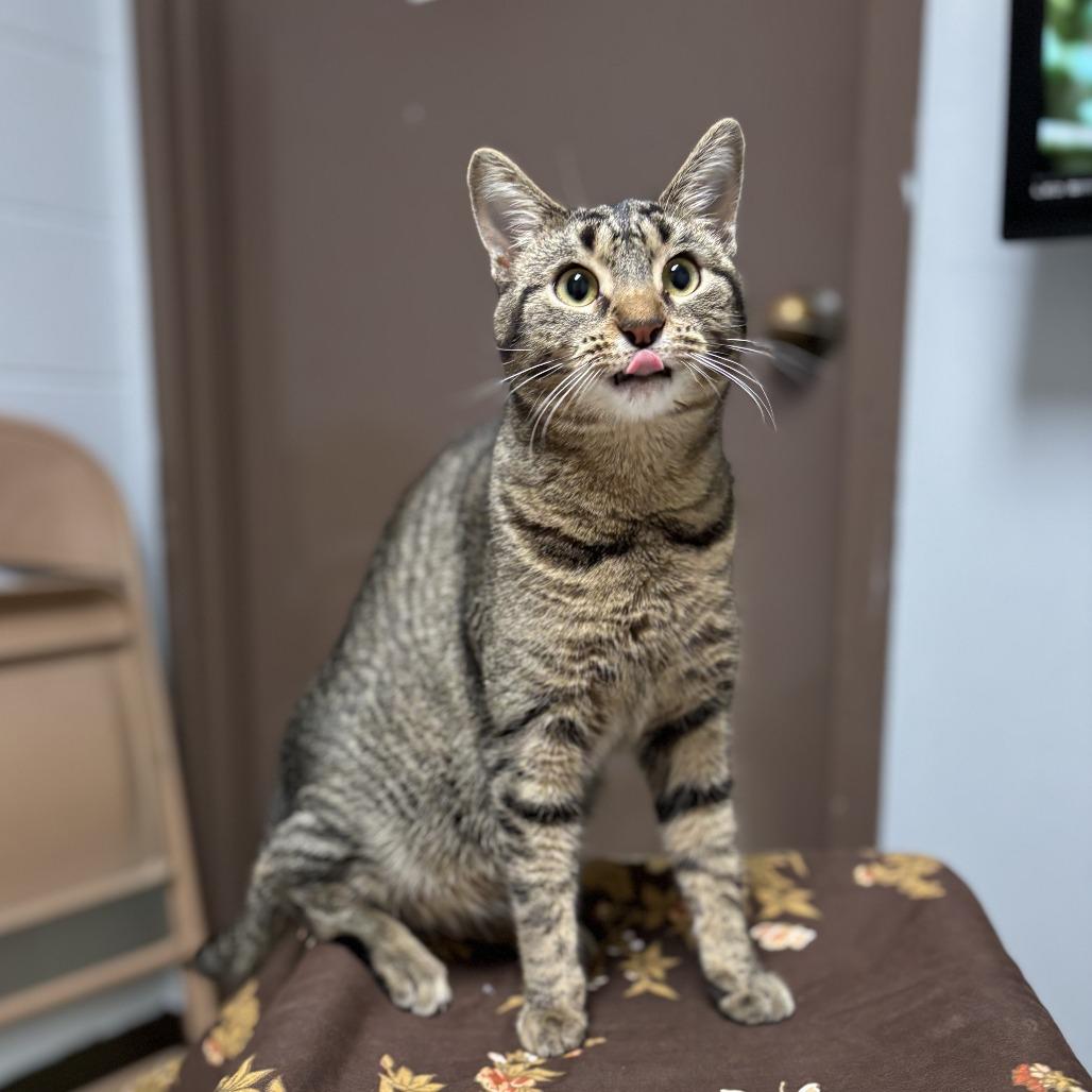 Enlarge Froot Loops, a Adoptable Domestic Short Hair in Fargo, ND image 6/6