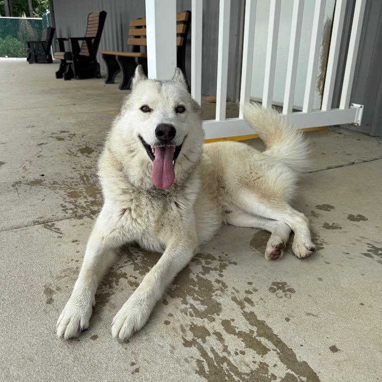 Sigh, Adoptable, Adult Male Mixed Breed.