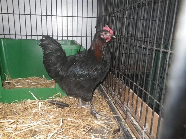 CHICK JAGGER, Adoptable, Young Male Chicken.
