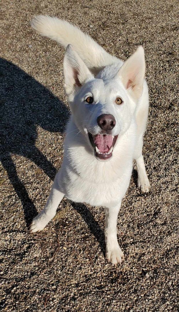 Maui, a Adopted mixed breed in Hutchinson, MN image 1/4