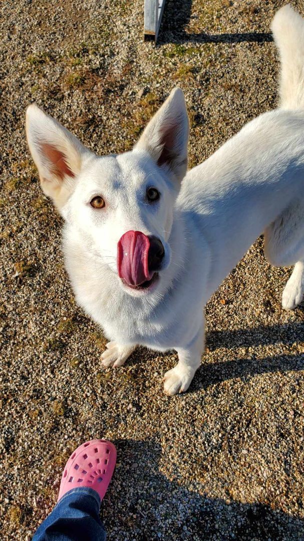 Maui, a Adopted mixed breed in Hutchinson, MN image 2/4