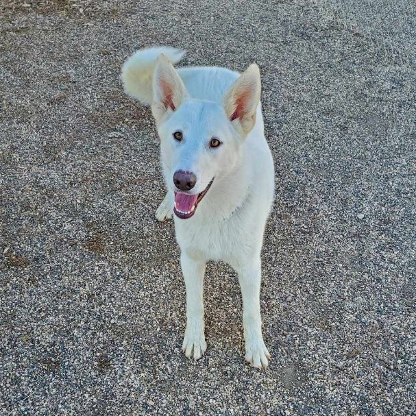 Maui, a Adopted mixed breed in Hutchinson, MN image 3/4