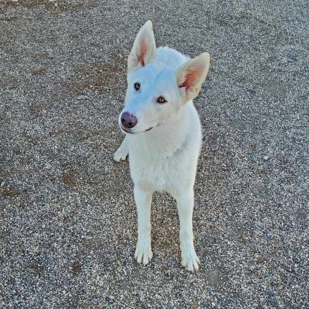 Maui, a Adopted mixed breed in Hutchinson, MN image 4/4