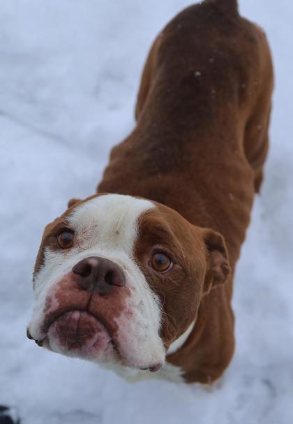 Enlarge Samsquanch, a Adoptable mixed breed in Detroit, MI image 1/1