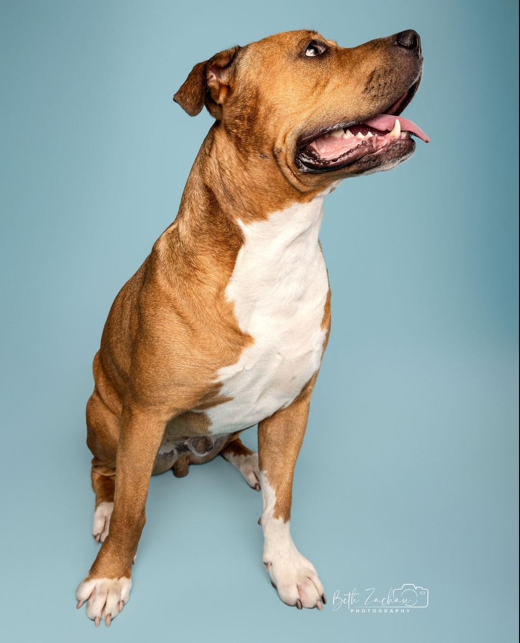 Enlarge Jethro, a Adoptable mixed breed in Cypress, TX image 6/6