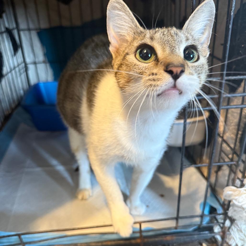 Honeysuckle 072001A, Adoptable, Young Female Domestic Short Hair.