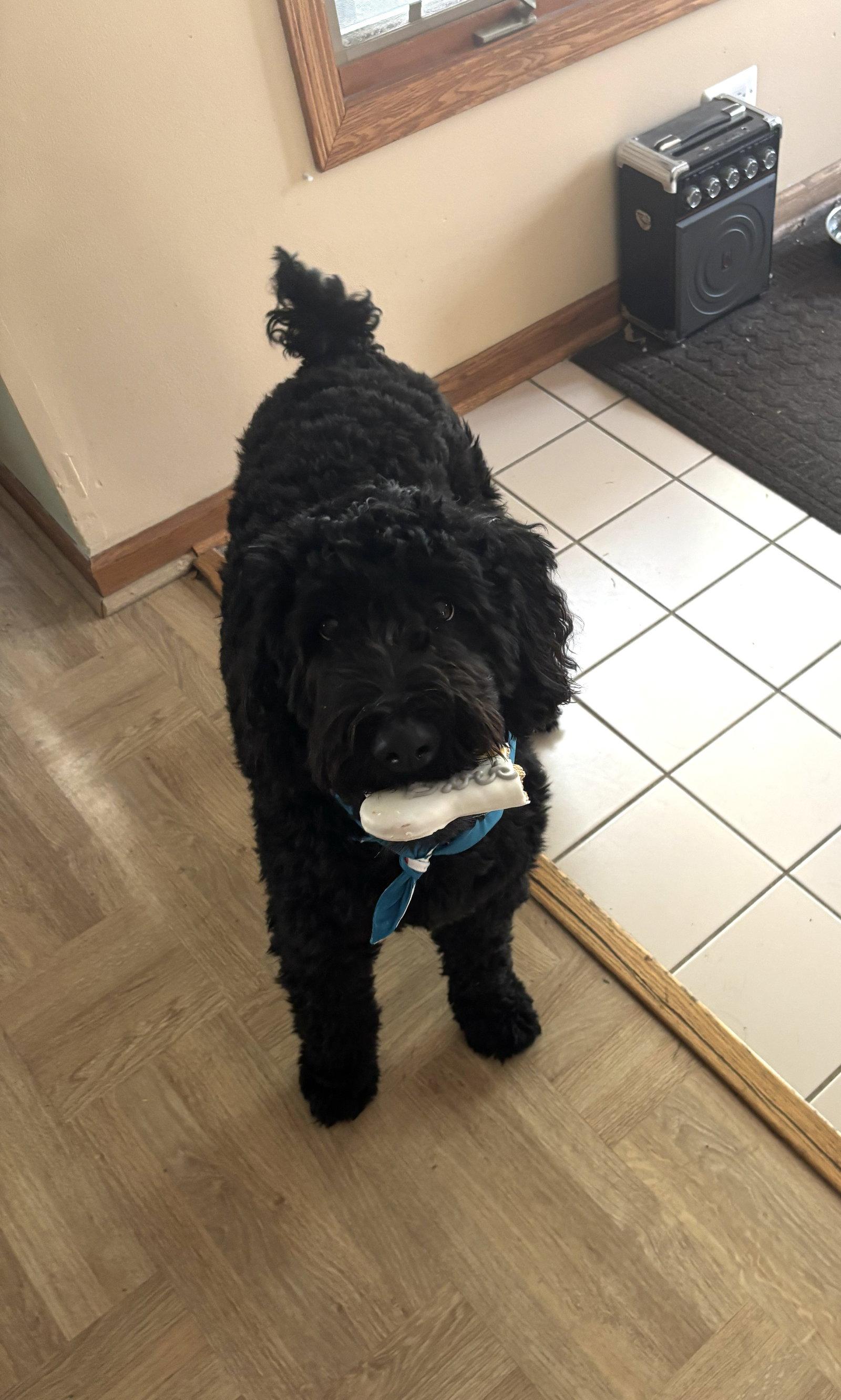 Ollie, Adopted, Young Male Wheaten Terrier & Standard Poodle.