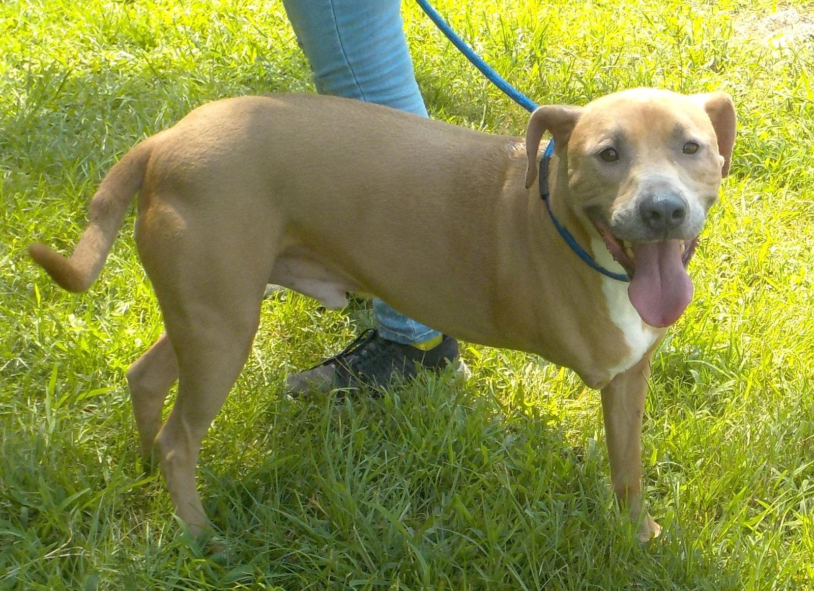 261003  Skip, Adoptable, Adult Male Pit Bull Terrier.