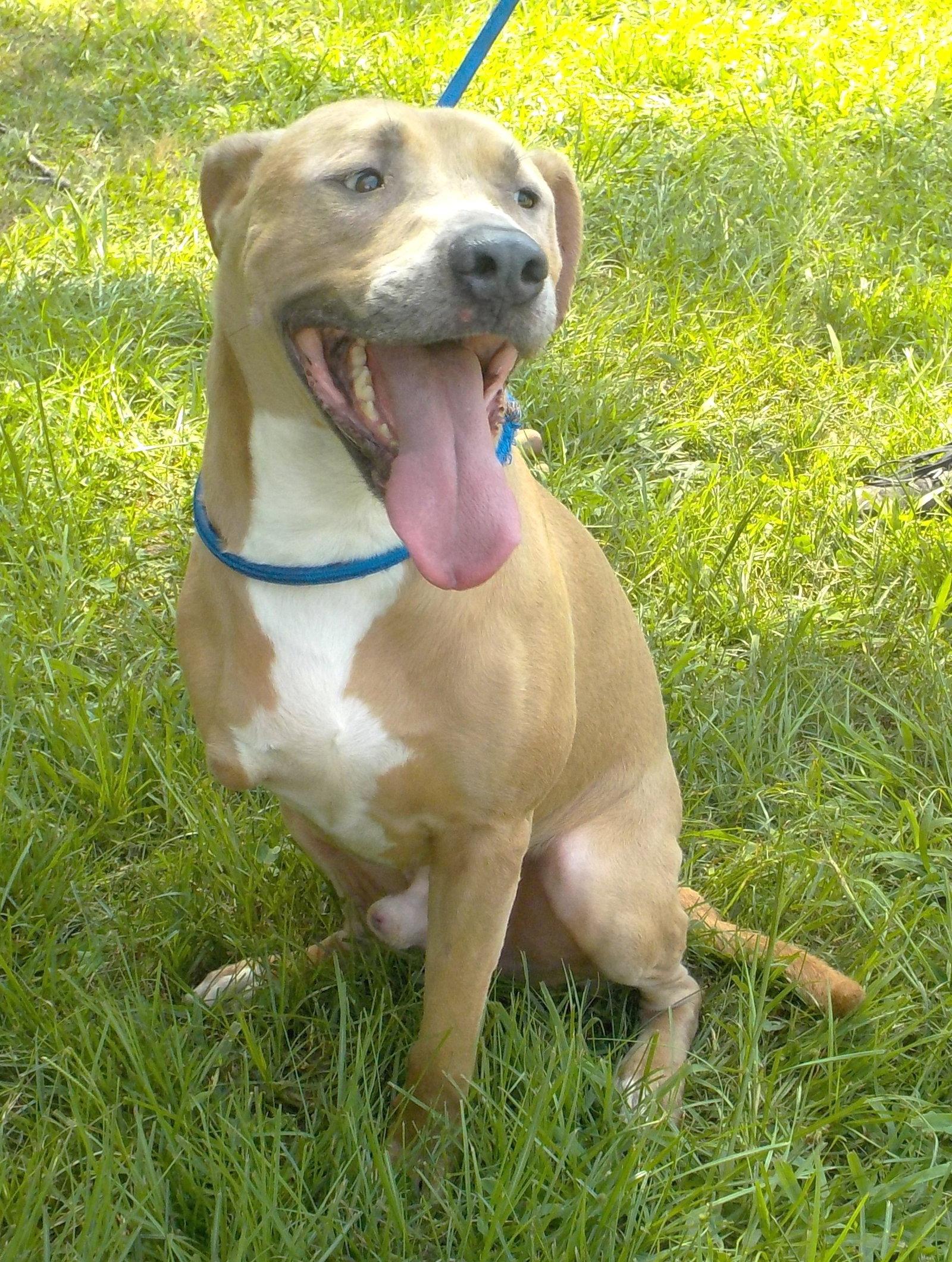 Enlarge 261003  Skip, a Adoptable Pit Bull Terrier in Wetumpka, AL image 2/3