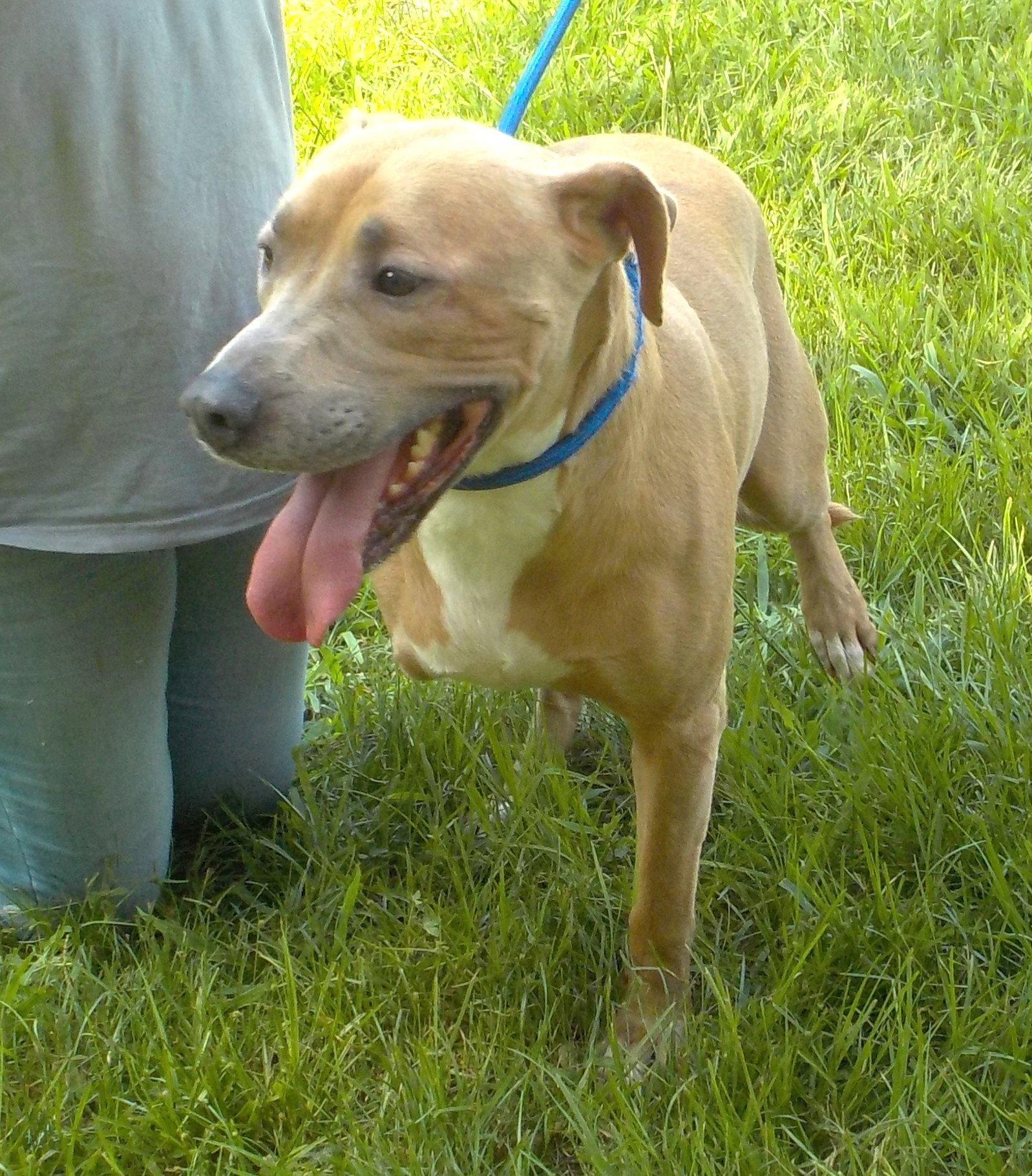 Enlarge 261003  Skip, a Adoptable Pit Bull Terrier in Wetumpka, AL image 3/3