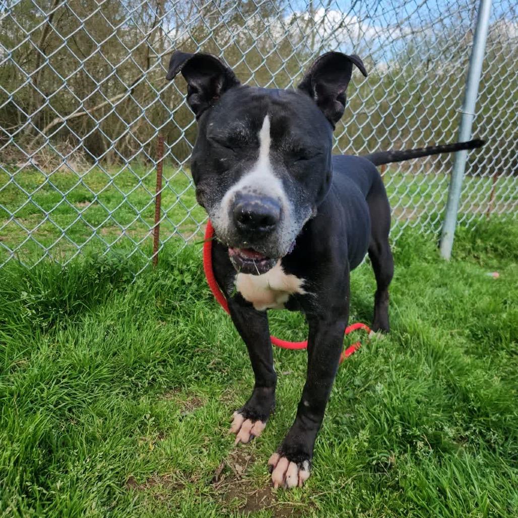 Axel - Adoption Fee Sponsored, Adoptable, Adult Male Mixed Breed.